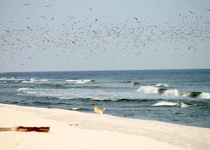 Apartment White Pearl 0.15 *